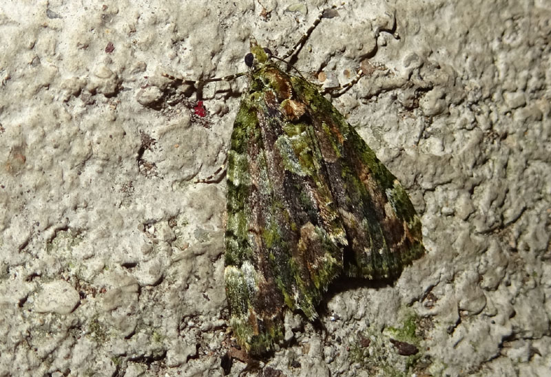 da determinare. Chloroclysta siterata - Geometridae